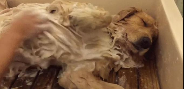The World's Most Relaxed Dog
