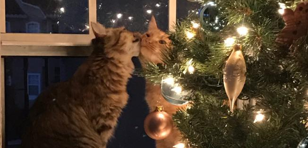 Cats kissing at a Christmas tree